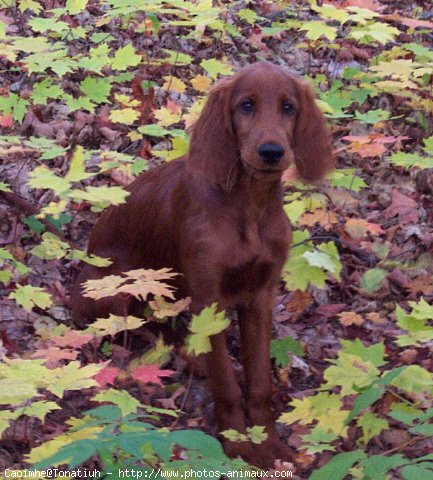 Photo de Setter irlandais rouge