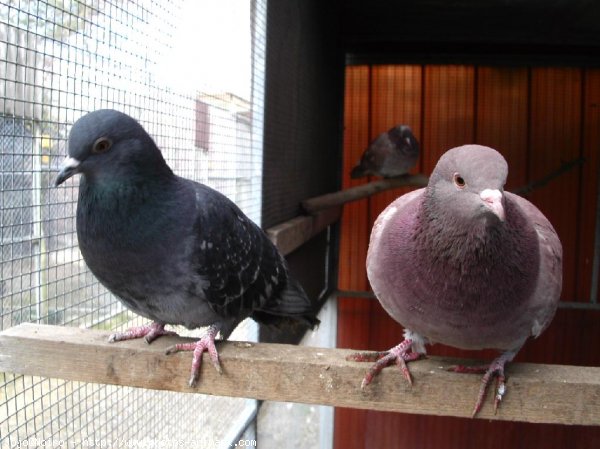 Photo de Pigeon