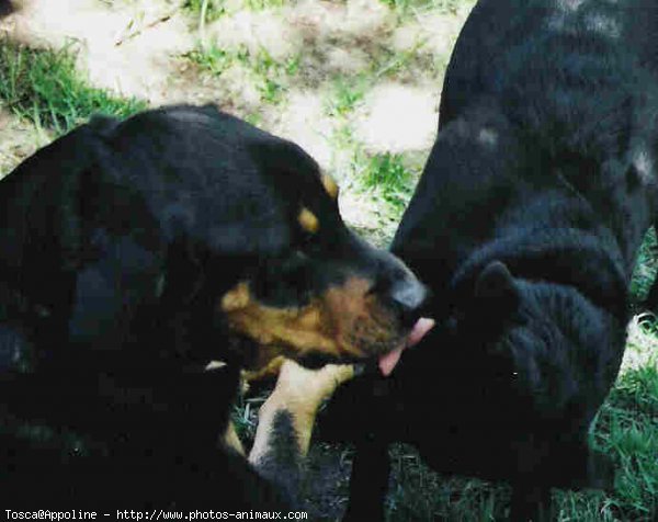 Photo de Rottweiler