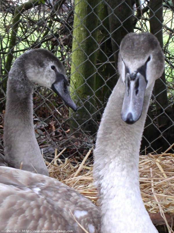 Photo de Cygne