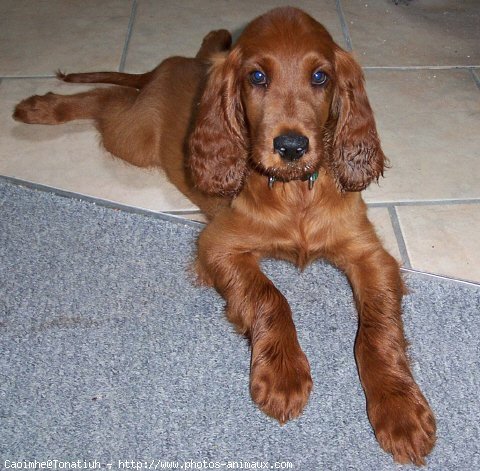 Photo de Setter irlandais rouge