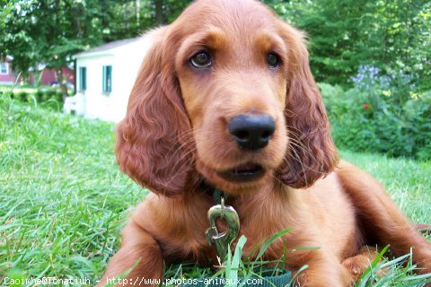 Photo de Setter irlandais rouge