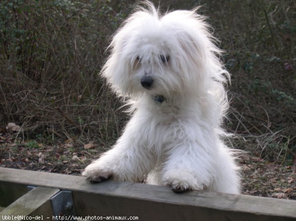 Photo de Coton de tulear