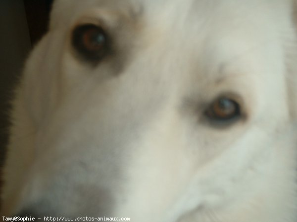 Photo de Berger blanc suisse