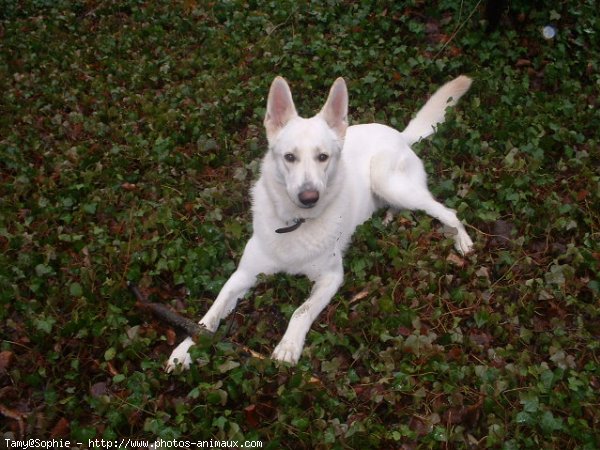 Photo de Berger blanc suisse