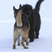 Photo de Chien de terre-neuve