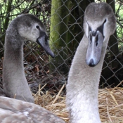 Photo de Cygne