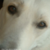 Photo de Berger blanc suisse