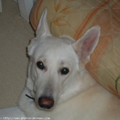 Photo de Berger blanc suisse