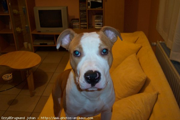 Photo d'American staffordshire terrier