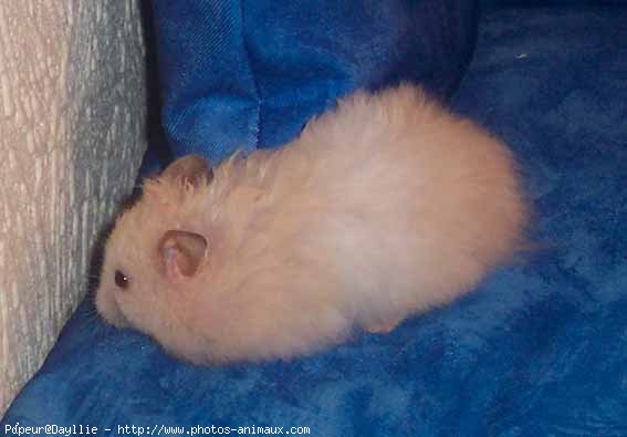 Photo de Hamster