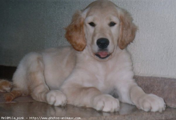 Photo de Golden retriever