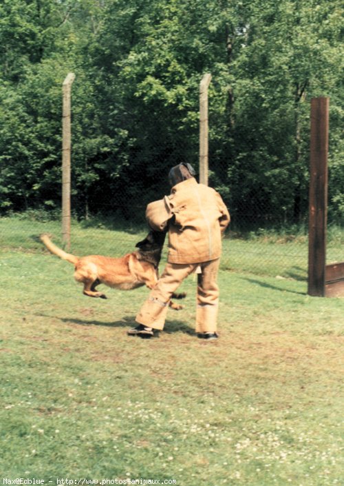 Photo de Berger belge malinois