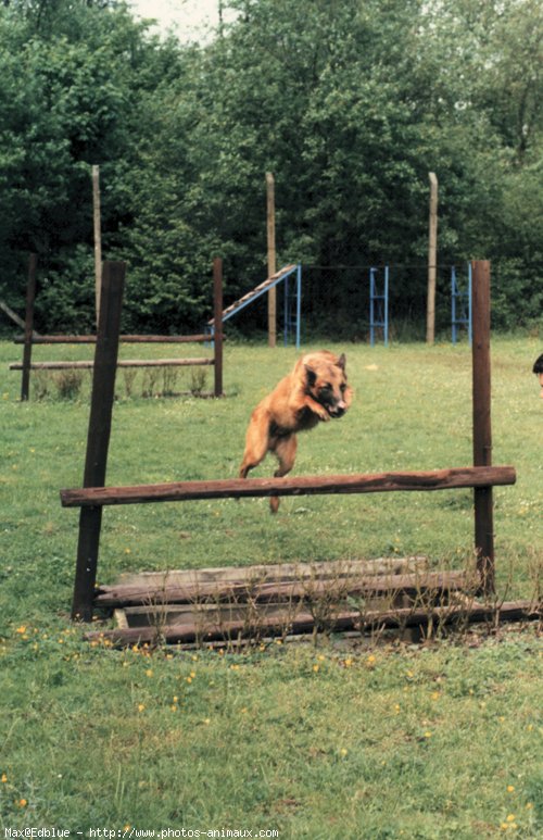 Photo de Berger belge malinois