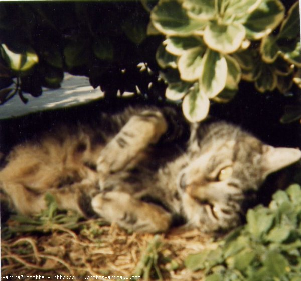 Photo de Chat domestique