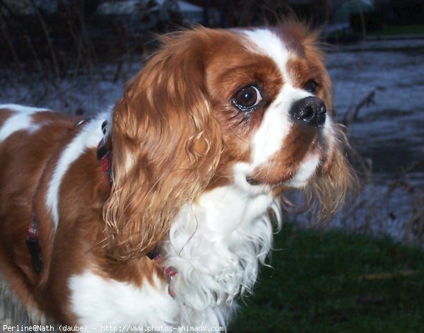 Photo de Cavalier king charles spaniel