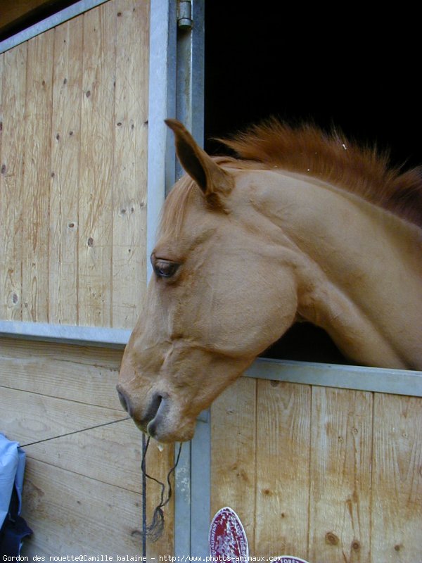 Photo de Poney franais de selle