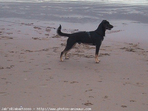 Photo de Croisement