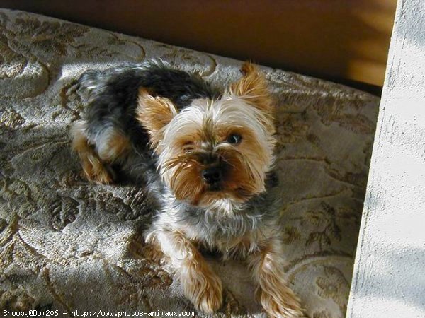 Photo de Yorkshire terrier