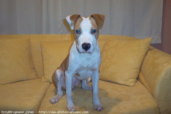 Photo d'American staffordshire terrier