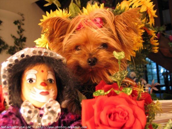 Photo de Yorkshire terrier