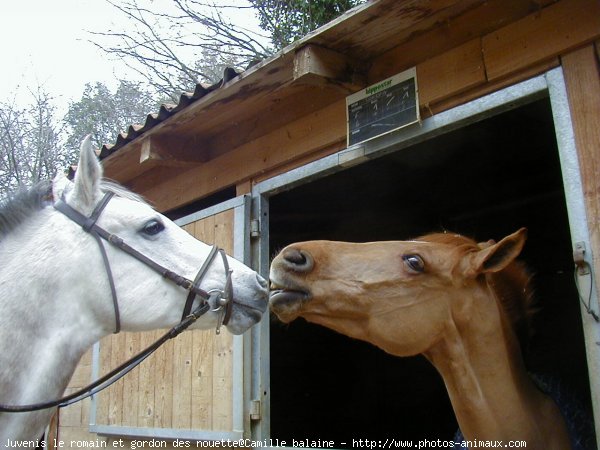 Photo de Poney franais de selle