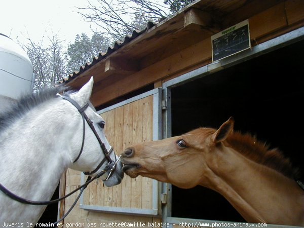 Photo de Poney franais de selle