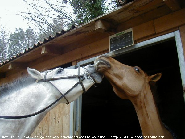 Photo de Poney franais de selle