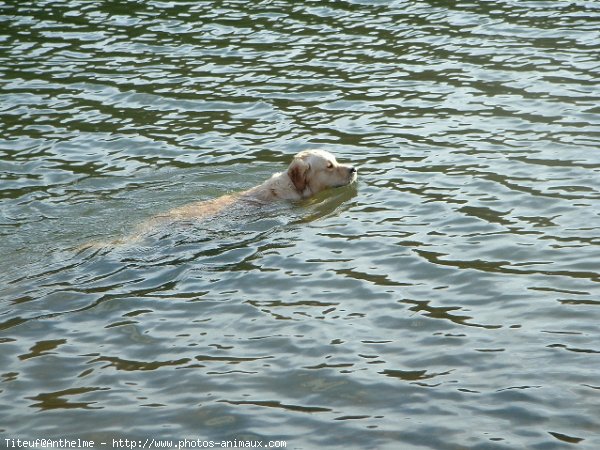 Photo de Golden retriever