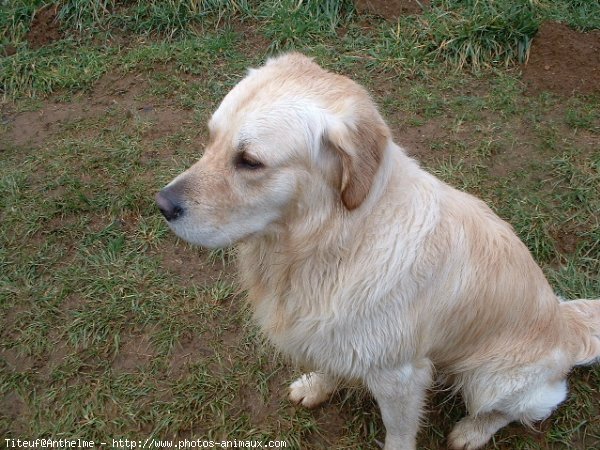 Photo de Golden retriever