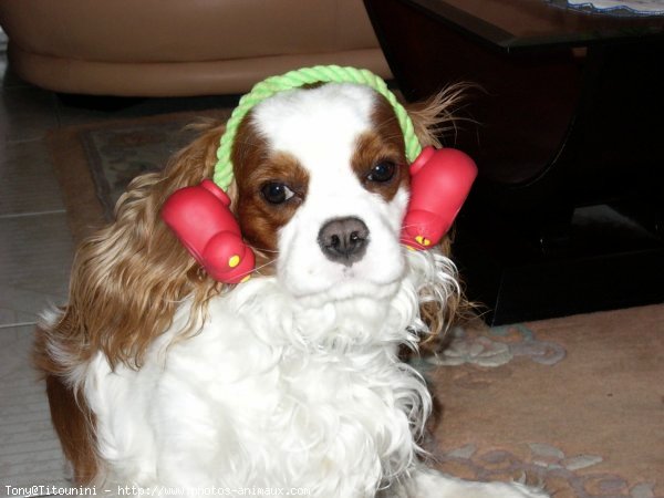 Photo de Cavalier king charles spaniel