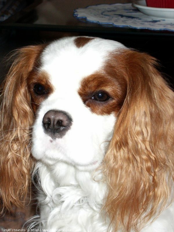 Photo de Cavalier king charles spaniel