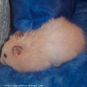 Photo de Hamster