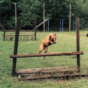 Photo de Berger belge malinois