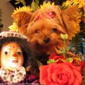 Photo de Yorkshire terrier