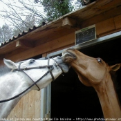 Photo de Poney franais de selle