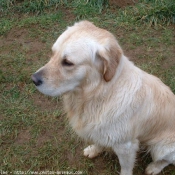 Photo de Golden retriever