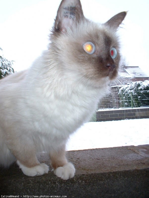 Photo de Sacr de birmanie