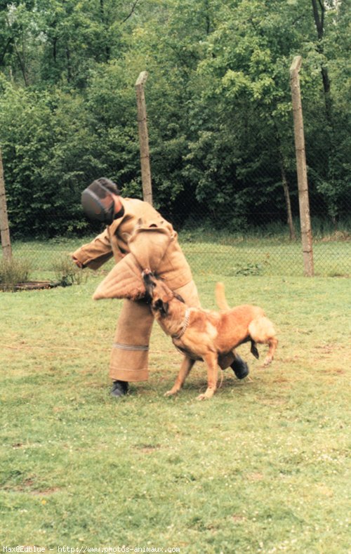 Photo de Berger belge malinois