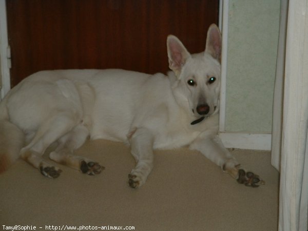 Photo de Berger blanc suisse