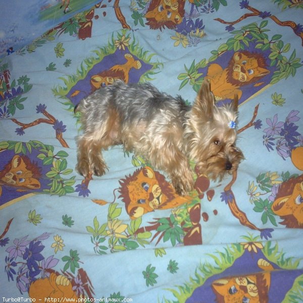 Photo de Yorkshire terrier