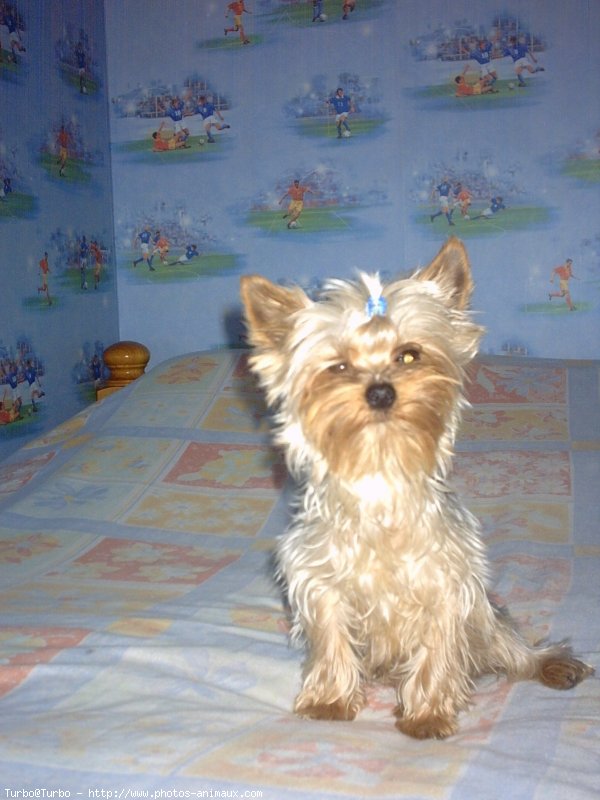 Photo de Yorkshire terrier