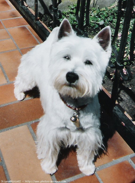 Photo de West highland white terrier