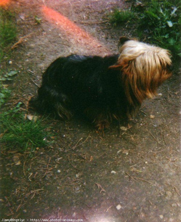 Photo de Yorkshire terrier