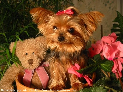 Photo de Yorkshire terrier