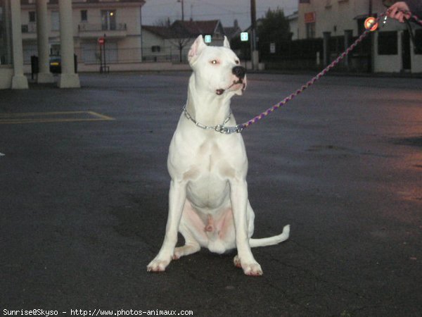 Photo de Dogue argentin