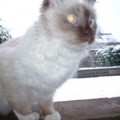 Photo de Sacr de birmanie