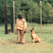 Photo de Berger belge malinois