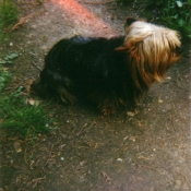 Photo de Yorkshire terrier