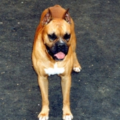 Photo de Boxer